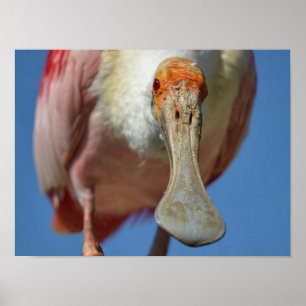 Roseate Spoonbill with its big beak Poster