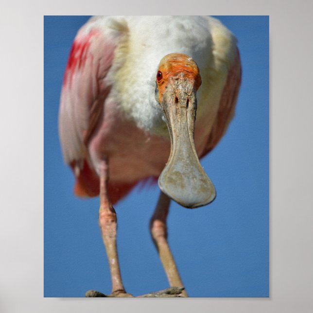 Roseate Spoonbill with its big beak  Poster (Front)