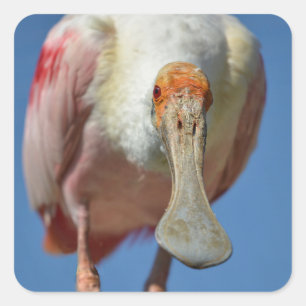 Roseate Spoonbill with its big beak Square Sticker