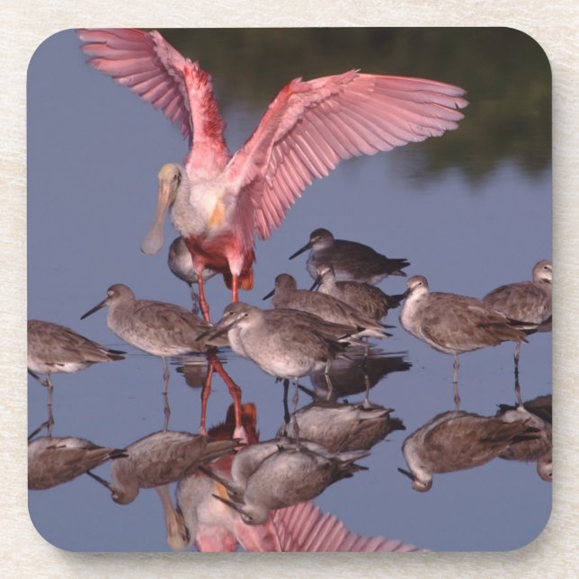 Roseate Spoonbill with Willets in shallow water Coaster (Front)