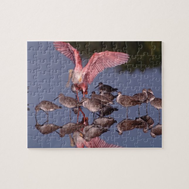 Roseate Spoonbill with Willets in shallow water Jigsaw Puzzle (Horizontal)