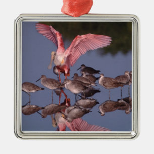 Roseate Spoonbill with Willets in shallow water Metal Ornament