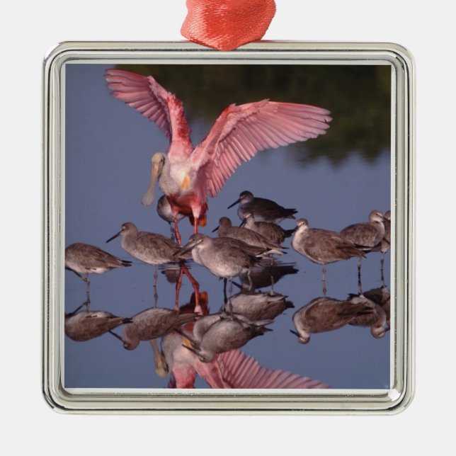 Roseate Spoonbill with Willets in shallow water Metal Ornament (Front)