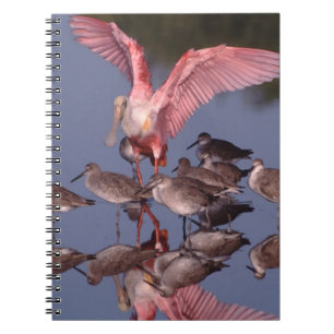 Roseate Spoonbill with Willets in shallow water Notebook