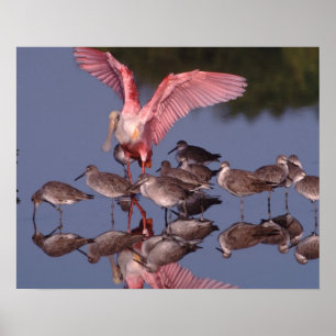 Roseate Spoonbill with Willets in shallow water Poster