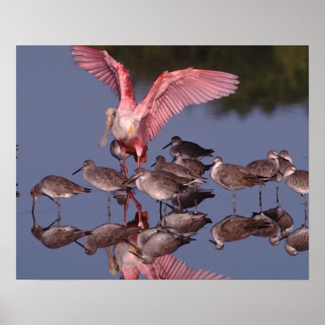 Roseate Spoonbill with Willets in shallow water Poster (Front)