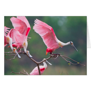 Roseate Spoonbills (Ajaia Ajaja) Landing