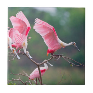 Roseate Spoonbills (Ajaia Ajaja) Landing Ceramic Tile