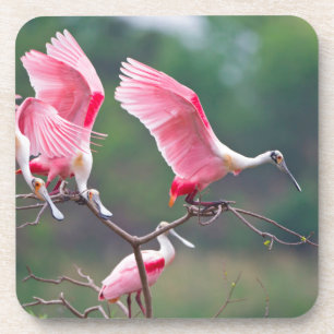 Roseate Spoonbills (Ajaia Ajaja) Landing Coaster