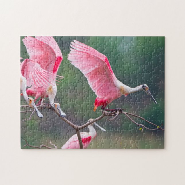 Roseate Spoonbills (Ajaia Ajaja) Landing Jigsaw Puzzle (Horizontal)