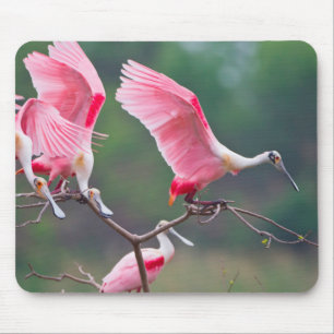 Roseate Spoonbills (Ajaia Ajaja) Landing Mouse Pad