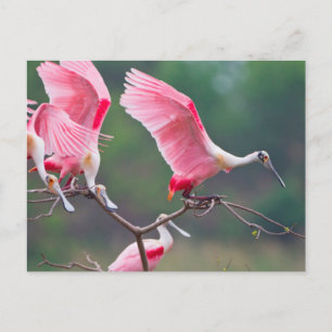 Roseate Spoonbills (Ajaia Ajaja) Landing Postcard