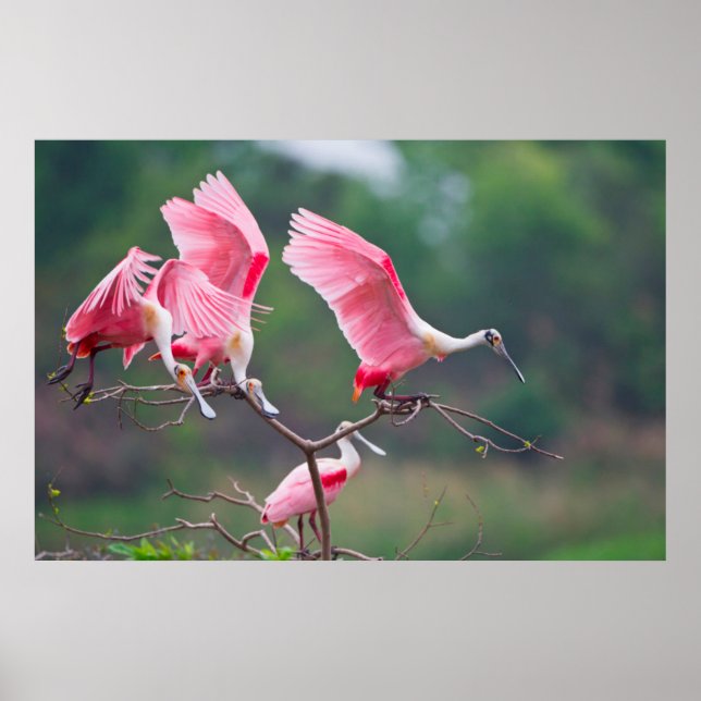 Roseate Spoonbills (Ajaia Ajaja) Landing Poster (Front)