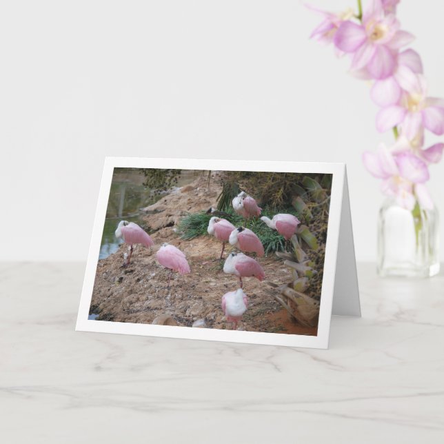 Roseate Spoonbills Card (Orchid)