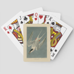 Roseate Tern from Audubon's Birds of America Playing Cards