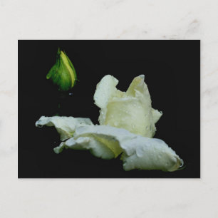 Rosebud After Rain Flower Photography Postcard