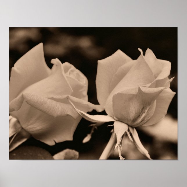 Rosebud Flower Pair In Sepia Brown Poster (Front)