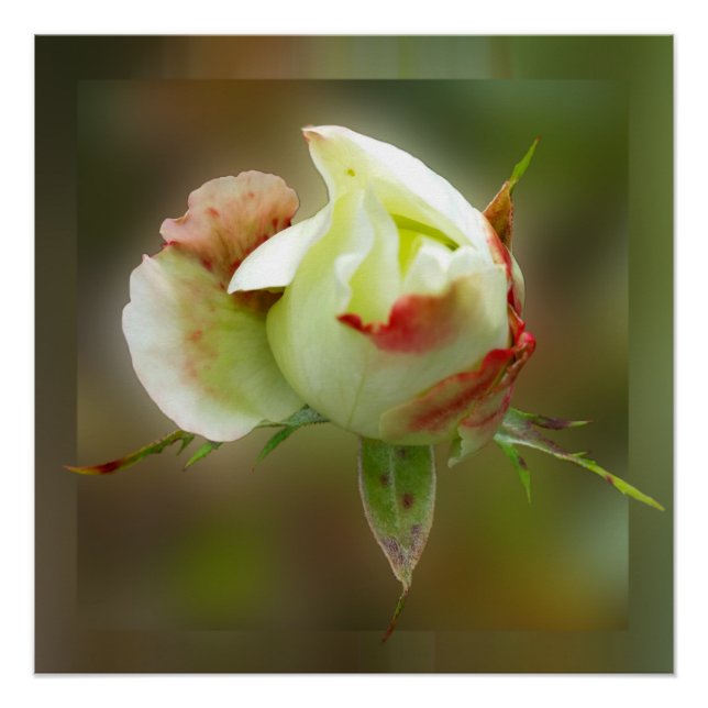 rosebud glowing poster (Front)