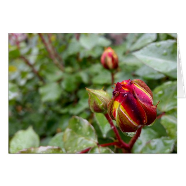 rosebud in the rain (Front Horizontal)