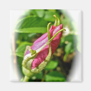 Rosebud Magnet