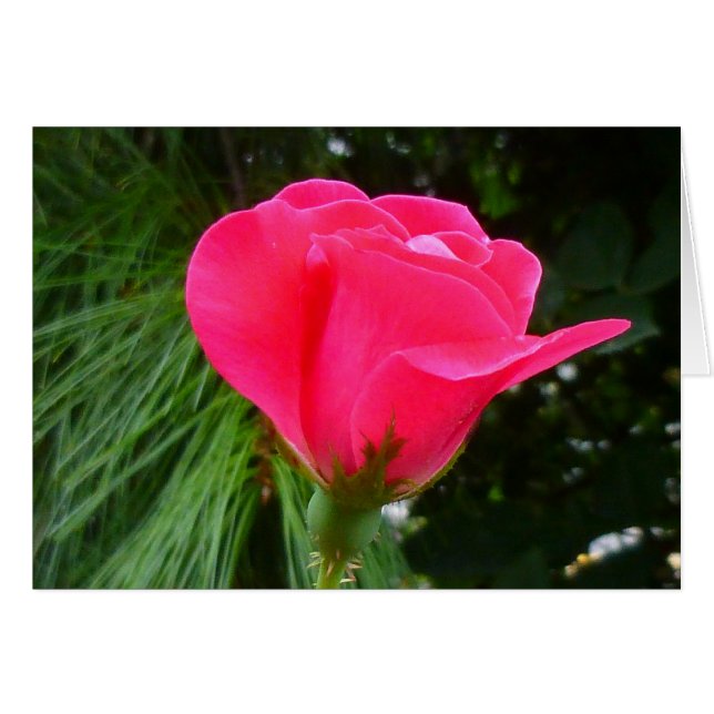 Rosebud on Green (Front Horizontal)