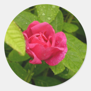 Rosebud sticker