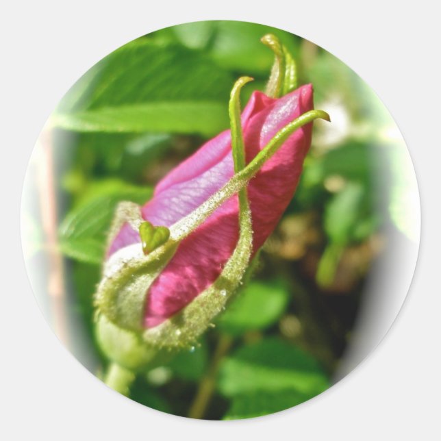 Rosebud Stickers (Front)