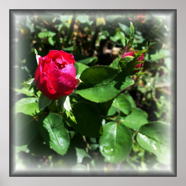 rosebuds poster (Front)