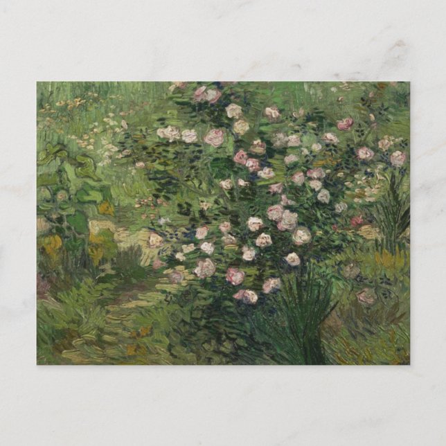 Rosebush in Blossom, Van Gogh Fine Art Postcard (Front)