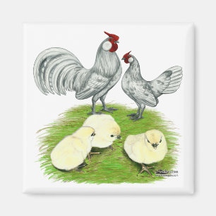 Rosecomb Bantams and Chicks Magnet