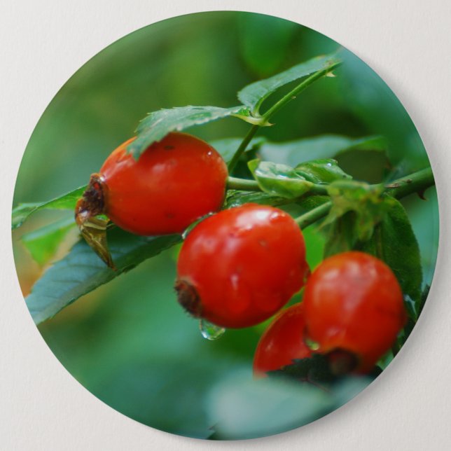Rosehip after rain 6 cm round badge (Front)