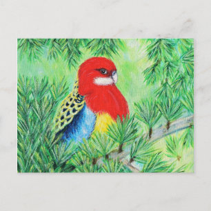 Rosella Bird Painting Postcard