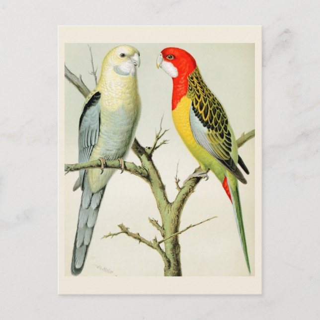 Rosella Parrakeets  Postcard (Front)