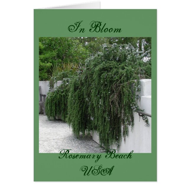 Rosemary Beach, Rosemary (Front)