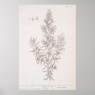 Rosemary botanical drawing vintage art poster