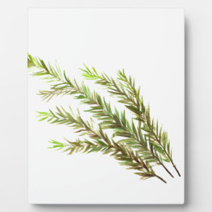 Rosemary herb kitchen art watercolour painting plaque