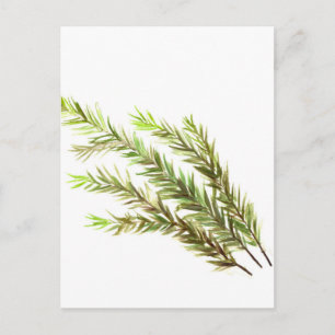 Rosemary herb kitchen art watercolour painting postcard