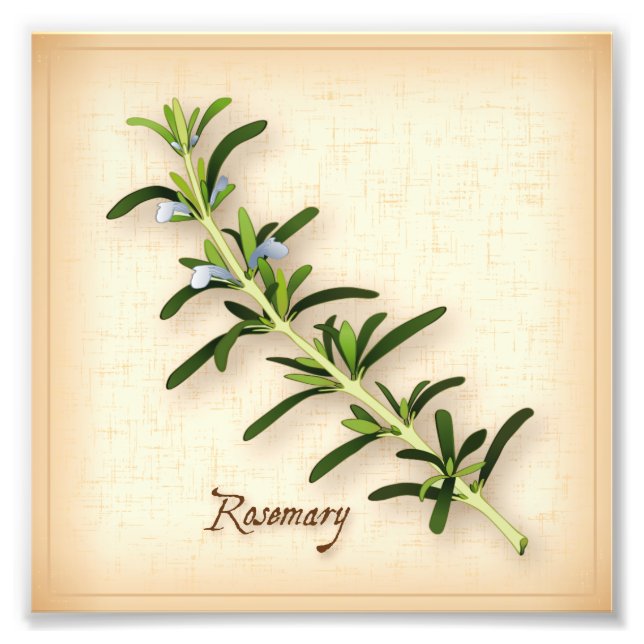 Rosemary Herb Photo Print (Front)