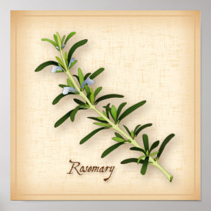 Rosemary Herb Poster