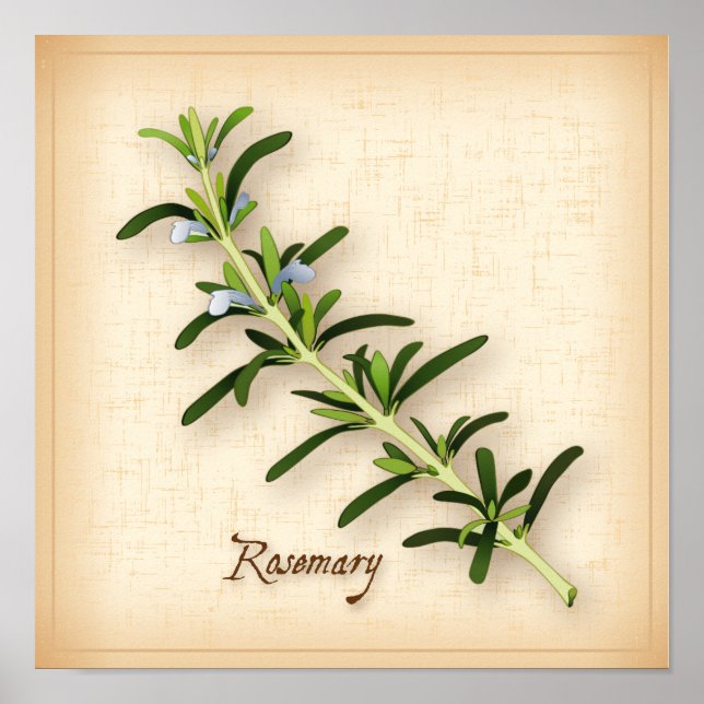 Rosemary Herb Poster (Front)