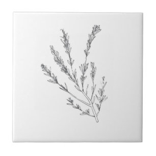 Rosemary Herb small tile