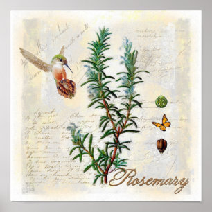 Rosemary, herbs Hummingbird Botanical Art Print