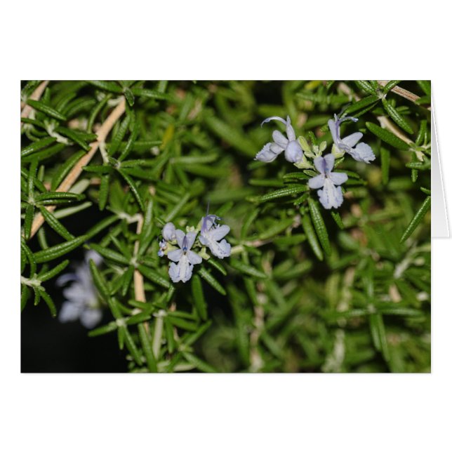 Rosemary in Bloom Flowering Herb Photo (Front Horizontal)