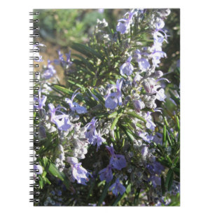 Rosemary plant with flowers in Tuscany, Italy Notebook