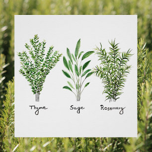 Rosemary Thyme Sage Herbs Culinary Kitchen Chef  P Poster