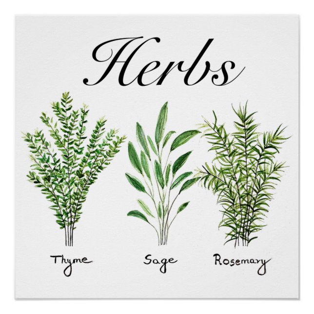 Rosemary Thyme Sage Herbs Culinary Kitchen Chef  Poster (Front)