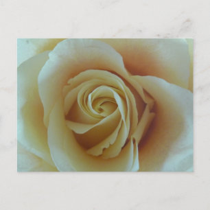 Rosentraum Postcard