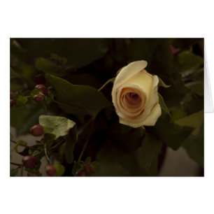 Roses and Berries - Pink Peace Rose