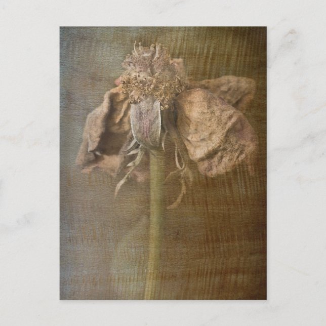 Roses and Rust No 3 Postcard (Front)