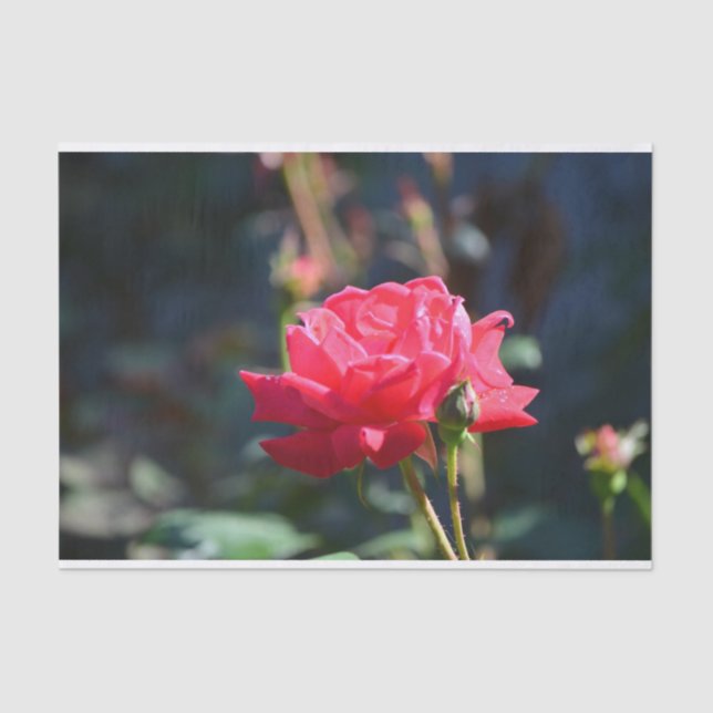 Roses are NY State Flower Tissue Paper (Front)